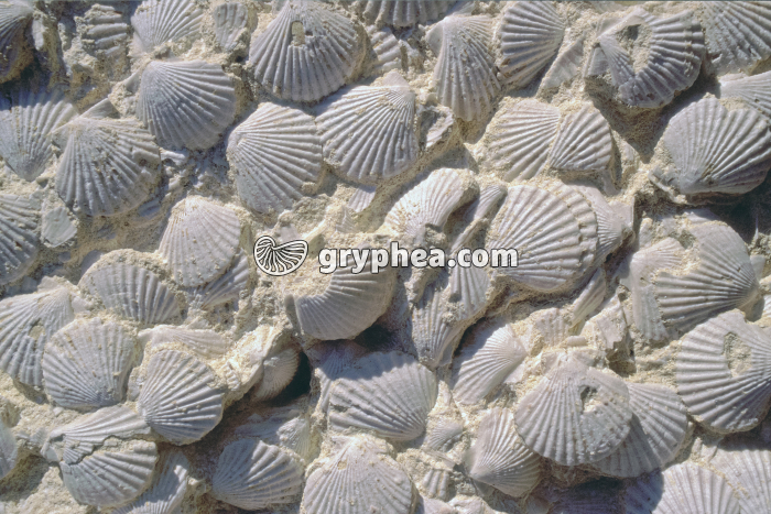 Bivalves fossiles en banc (Chlamys sp.) - gryphea.com